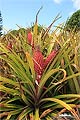 Hawaii Ananas Pflanze