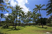 Palmen in Hawaii