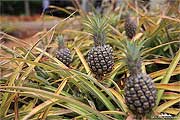 Pflanze einer Ananas
