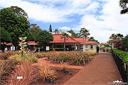 Ananas Farm - Dole Hawaii