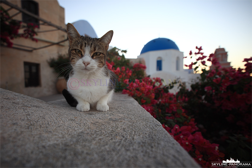 Santorini Oia Katze vor Kirche
