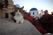Santorini Oia Katze vor Kirche