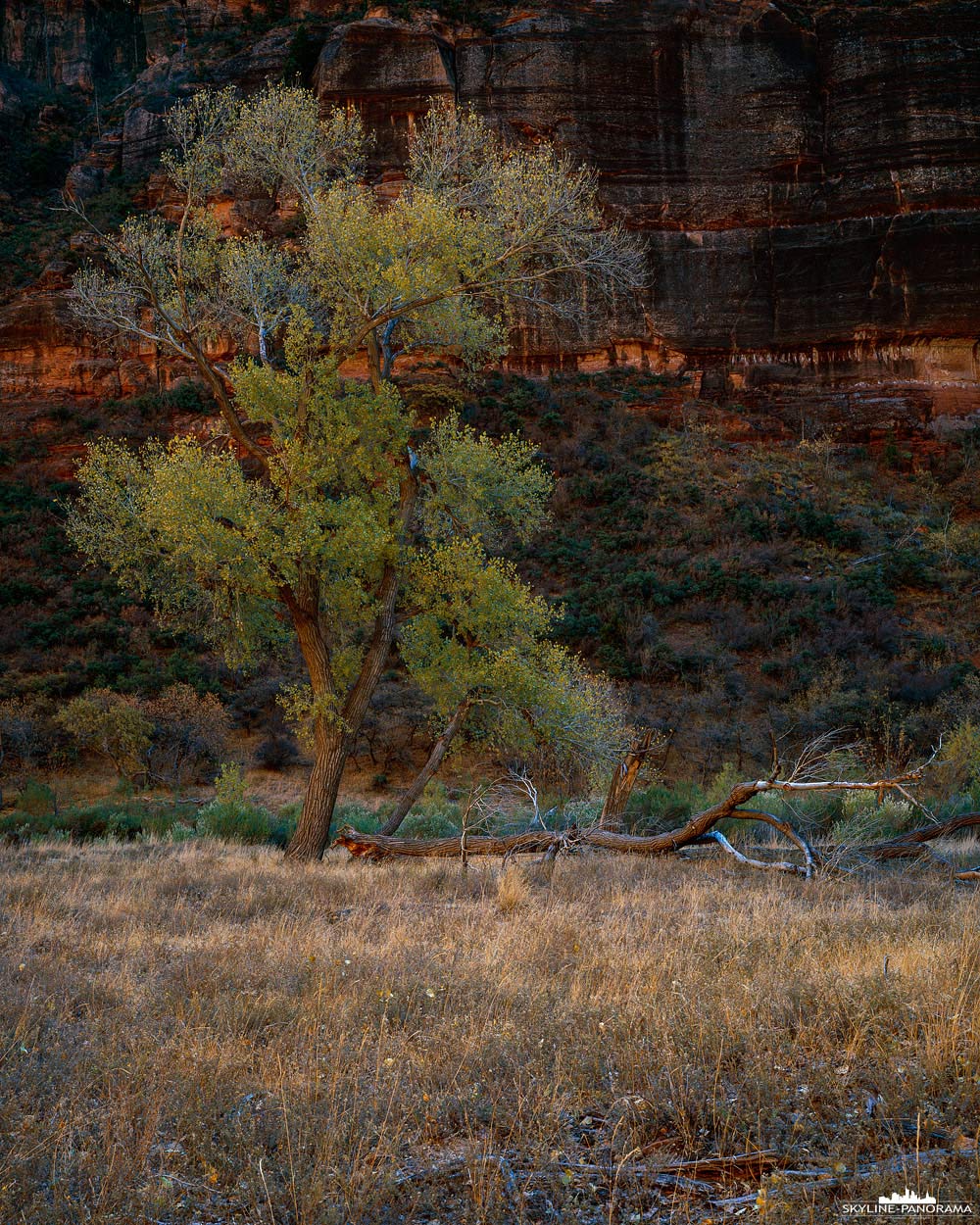 Zion Nationalpark - Baum im Herbst (gf_0009)