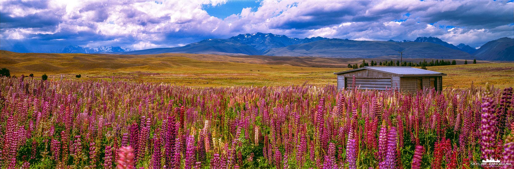 Neuseeland Landschaft mit Lupinen-Feld (p_01122)