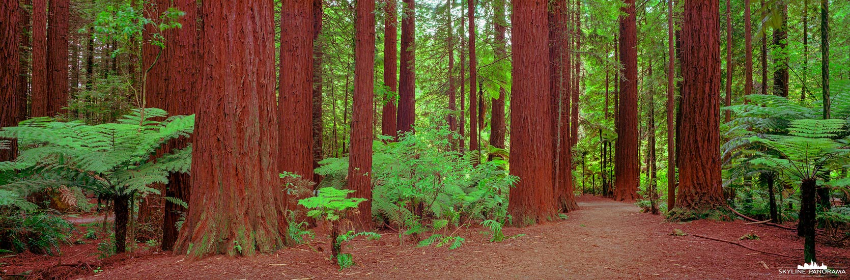 Redwoods Whakarewarewa Forest - Rotorua NZ (p_01141)