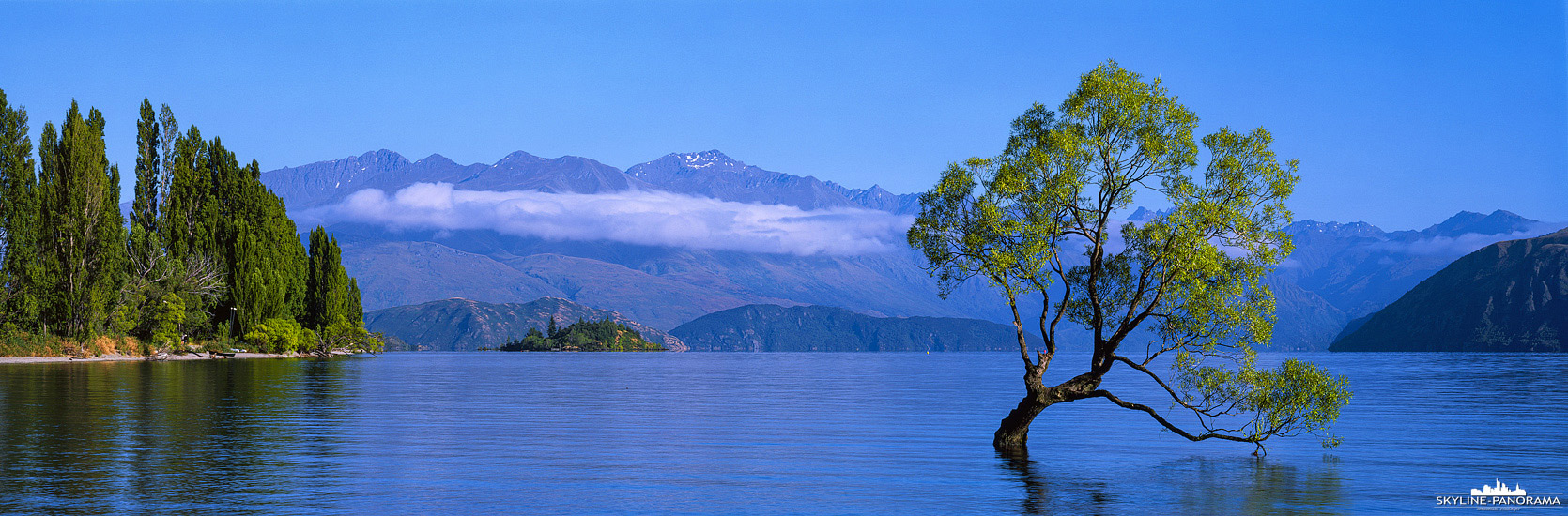 New Zealand - Wanaka Lone Tree in 6x17 (p_01145)