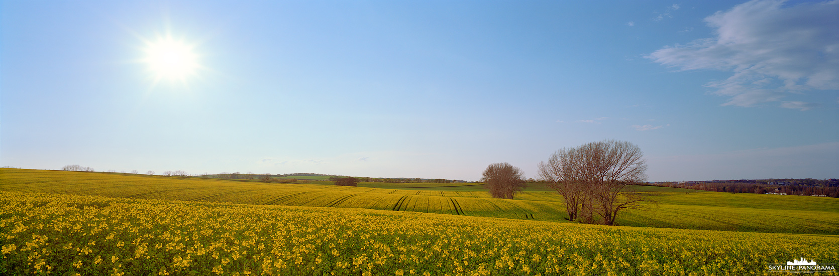 Panorama Rapsfeld in der Blüte (p_01177)