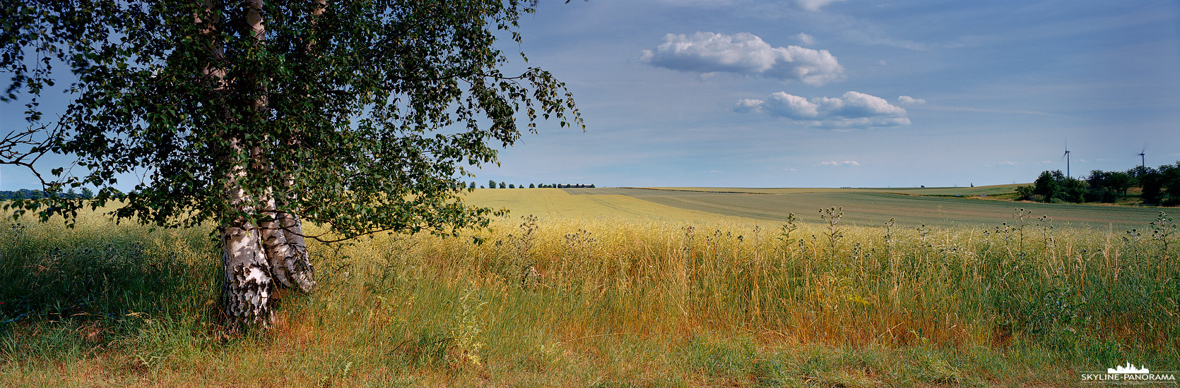 Landschaft mit Birke in Mitteldeutschland (p_01183)