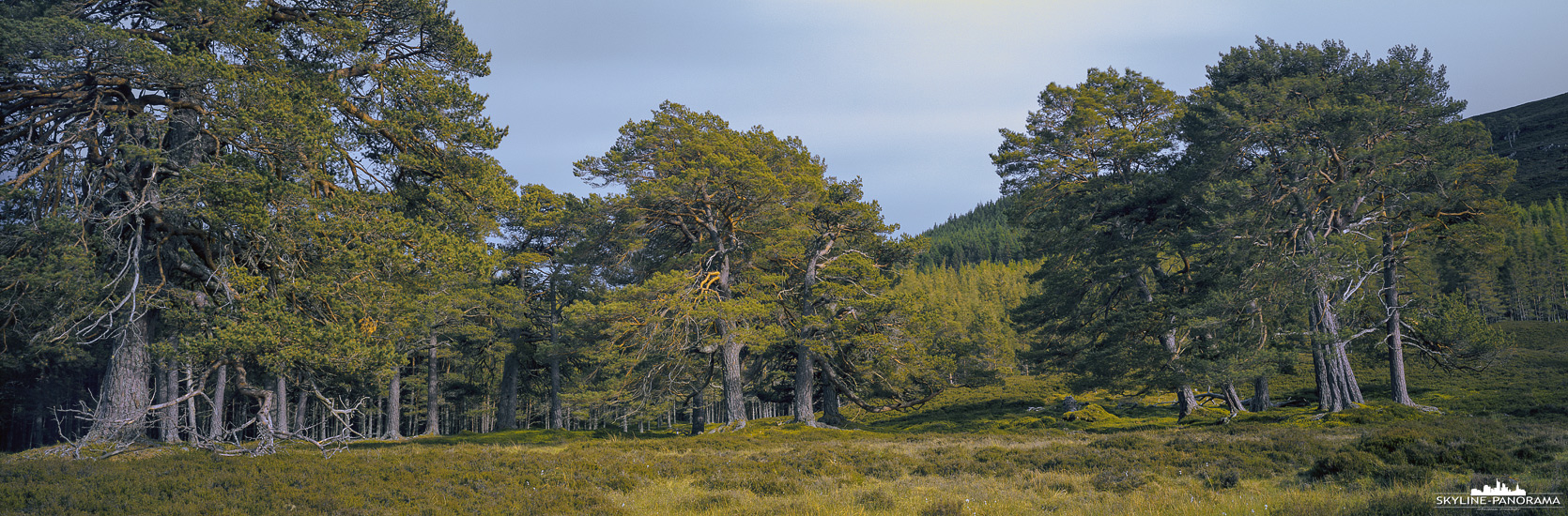 Scottish Woodlands (p_01223)