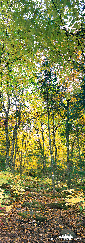 6x17 hochkant Panorama - Dieses Motiv entstand auf einer Wanderung im Herbstwald Kanadas zur Zeit des Indian Summers Oktober 2016.