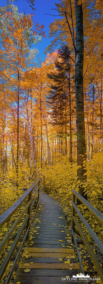 6x17 Ahornwald im Osten der kanadischen Provinz Québec zur Zeit des Indian Summers. Die Laubfärbung ist zu dieser Jahreszeit in Rot und Gelb getaucht.