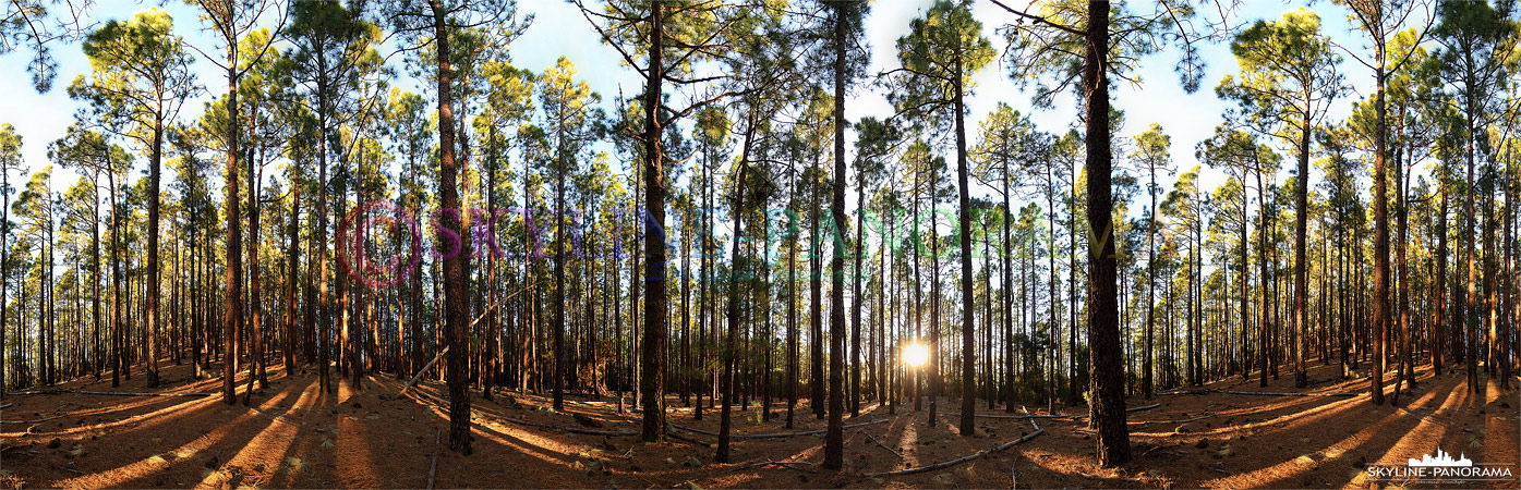 Waldpanorama - Dieses Panorama entstand im kanarischen Kiefernwald des Teide Nationalparks auf der Insel Teneriffa zum Sonnenuntergang.