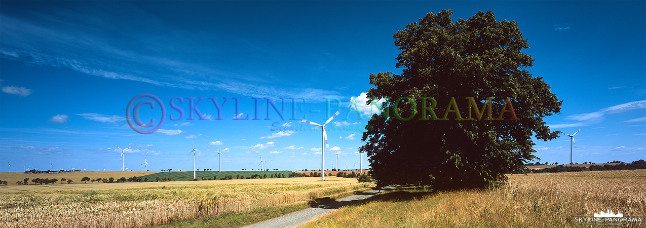 Windkraftanlagen als Panorama zusammen mit einem sommerlichen Getreidefeld. 