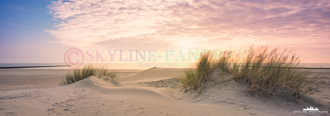 Bilder Borkum - Dünengras im Abendlicht am Südstrand der Nordseeinsel Borkum. 