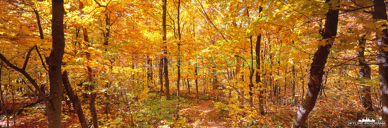 Bilder aus Kanada - 6x17 Panorama eines farbenfrohen Ahornwalds zum Indian Summer im kanadischen Quebec. 