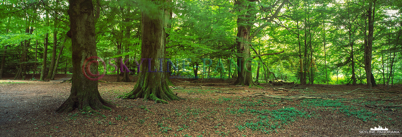 Panorama Hessen - Der im nordhessischen Landkreis Kassel gelegene Reinhardswald gehört zu den größten zusammenhängenden Waldgebieten Hessens, dieses Panorama ist im Naturschutzgebiet Urwald Sababurg entstanden