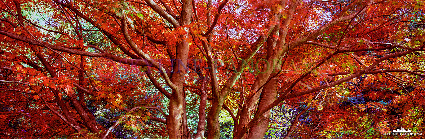 Dieses Panorama zeigt einen herbstlichen Japanischen-Fächerahorn im Weltwald Harz bei Bad Gund. Von September bis Oktober sind die Blätter des Bäumchens in leuchtendes Rot getaucht. 