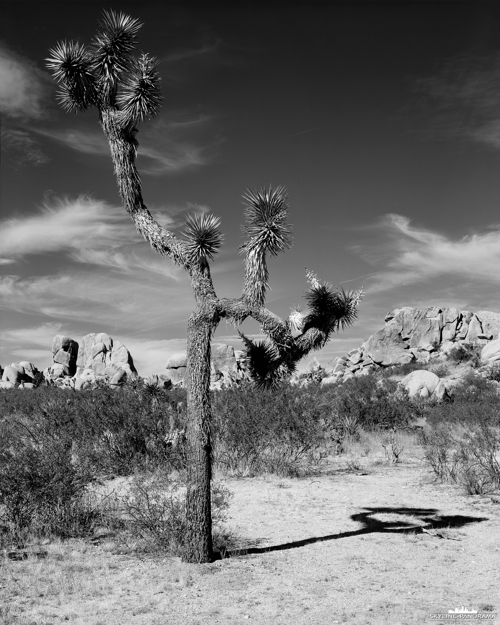 Joshua Tree in 4x5" Largeformat - Erneut ein interessanter Joshua Tree in Schwarz-Weiß, diesmal vor der beeindruckenden Felsformation mit dem Namen Jumbo Rocks. Fotografiert wurde diese Aufnahme mit einer Chamonix C45F-2 Großformatkamera auf Kodak Tmax 100 4x5“ Planfilm.