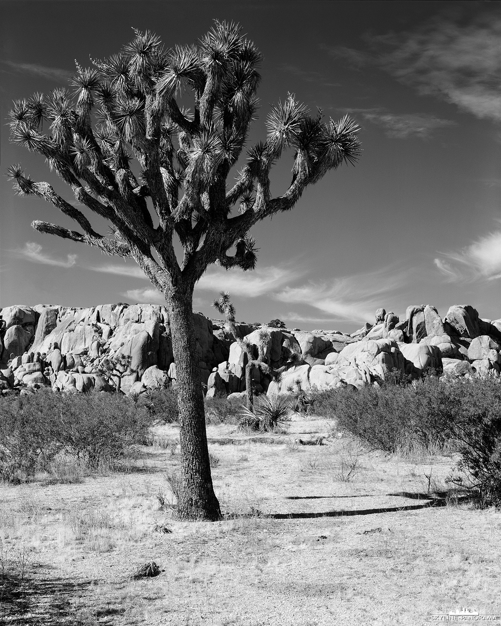 4x5" Großformat in Schwarzweiß - Ansicht aus dem Joshua Tree Nationalpark, zwei Joshua Trees vor einer imposanten Felskulisse im Hidden Valley.