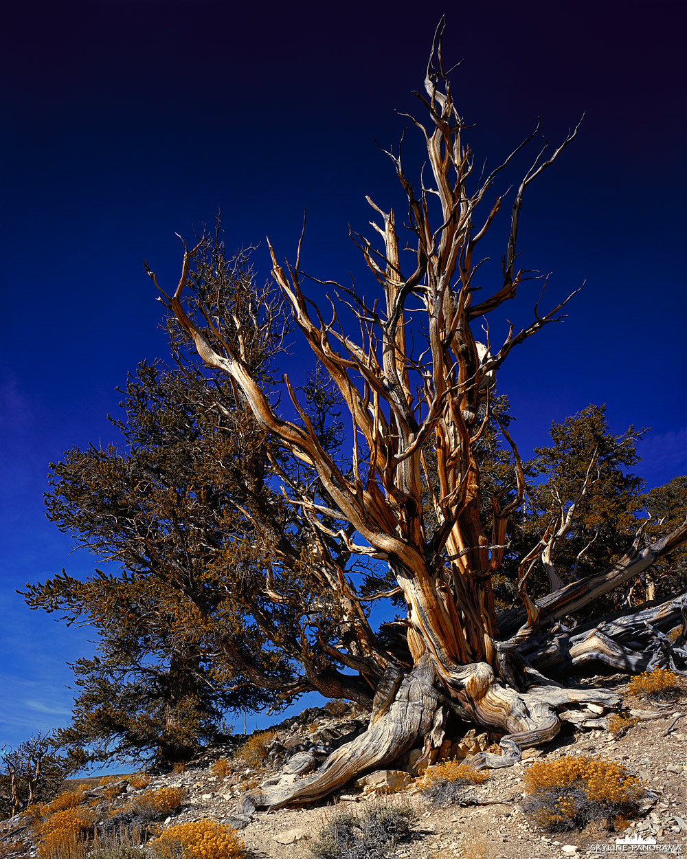 Die Methuselah in den White Mountains in Kalifornien sind über 4800 Jahre alt. Die alten Kiefern stehen in den Ancient Bristlecone Pine Forest auf 3000m ü.NN