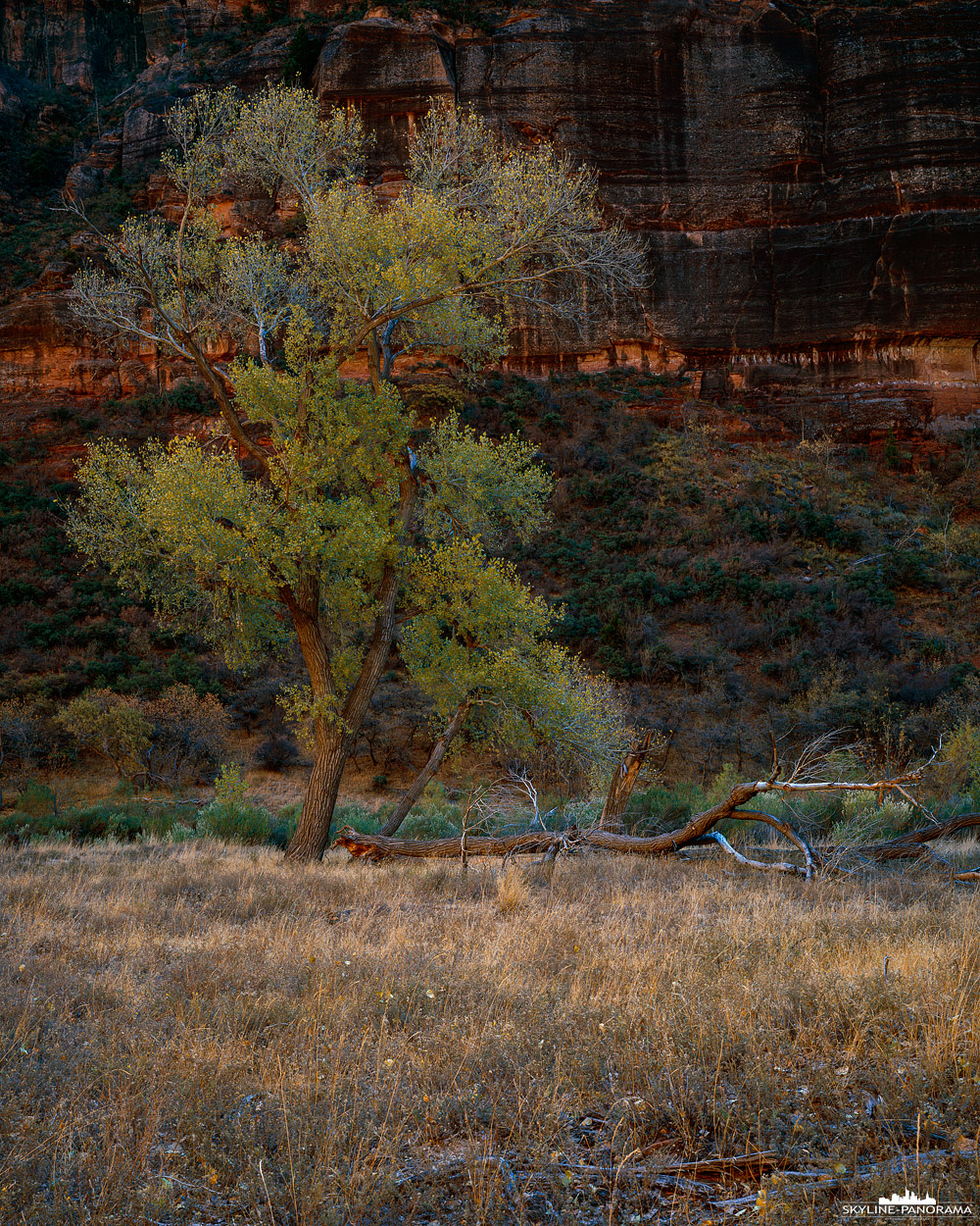 Herbst im Zion Nationalpark Utah - Hier zu sehen ist eine Pappel im Zion Canyon, die von dem warmen reflektierenden Licht der gegenüberliegenden Sandsteinwand beschienen wird. Diese Pappeln - auf Englisch Cottonwoods - stehen wie ein Band entlang des Virgin Rivers, im Herbst färben sich die Blätter in leuchtendes Gelb und das ansonsten grüne Band erstrahlt in herbstlichen Farben.