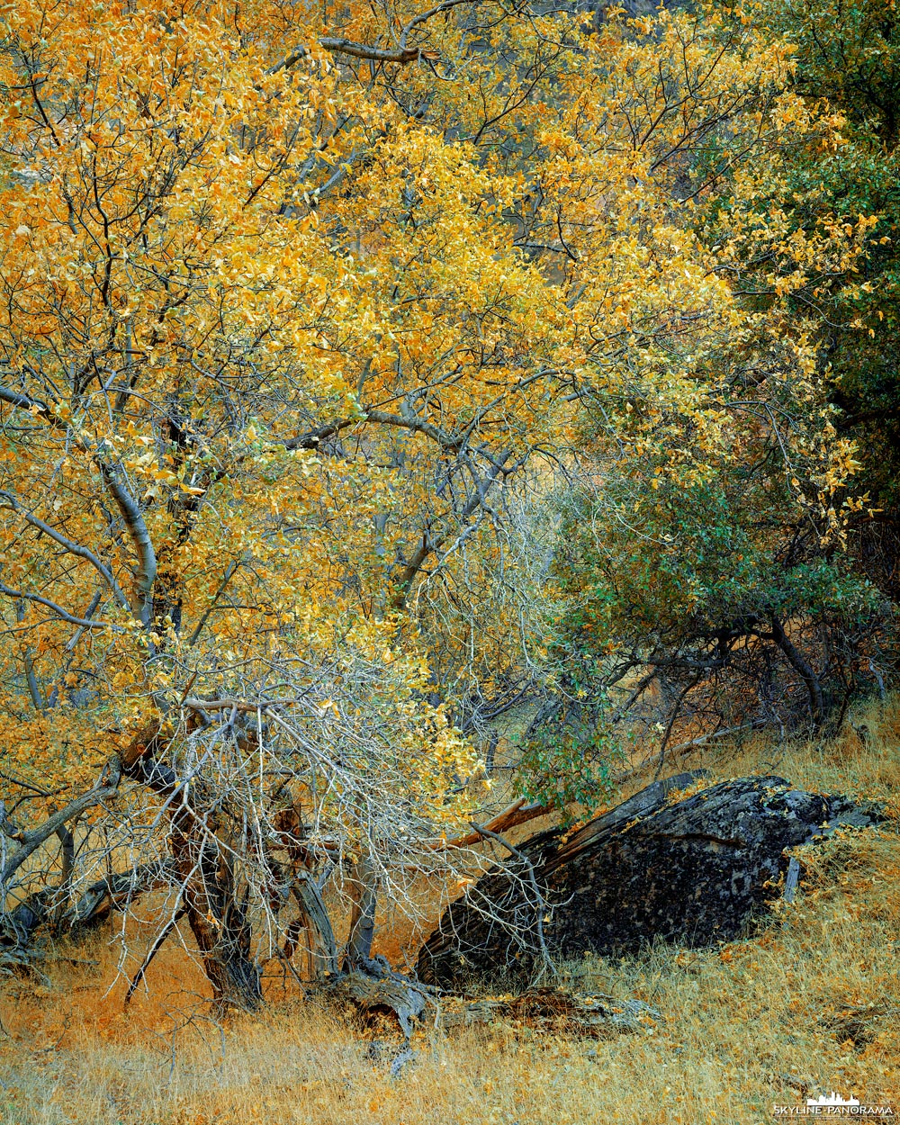 Zion Largeformat - Hier als Motiv zu sehen ist ein Cottenwood Tree - zu Deutsch Schwarzpappel - im Zion Nationalpark. Der Baum steht in voller herbstlicher Laubfärbung und wurde von mir in der Big Bend Region im Main Canyon des Parks entdeckt und auf 4x5" Film im Großformat als Dia festgehalten.