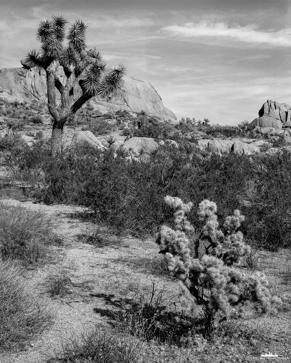 Joshua Tree Nationalpark - Die Vegetation in der Wüstenlandschaft des Joshua Tree NP im Südosten Kaliforniens, hier zu sehen ist ein Cholla Kaktus & eine Yukka.