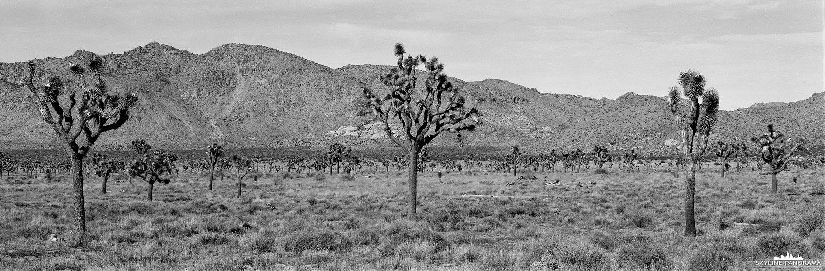 6x17 Panorama in Schwarz-Weiß - Der Joshuabaum ist der Namensgeber des Joshua Tree Nationalparks im Süden von Kalifornien, hier zu sehen als Telepanorama, festgehalten auf Ilford Schwarzweißfilm.