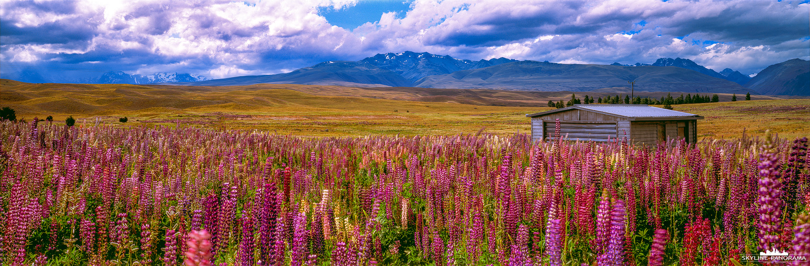 Neuseeland Panorama - Die Landschaft auf der neuseeländischen Südinsel am Lake Tekapo ist im Frühjahr oft von blühenden Lupinen gesäumt.