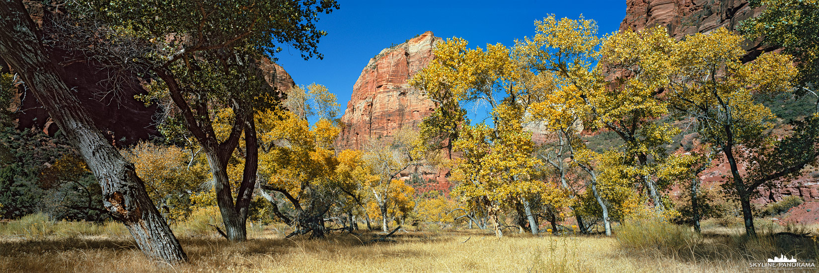 Panorama Zion Nationalpark - Unterwegs im Canyon des Zion Nationalparks, kurz vor Big Bend mit Blick auf Angels Landing. Das 6x17 Panorama entstand Anfang November und zeigt die Cottenwood Trees mit herbstlicher Laubfärbung.