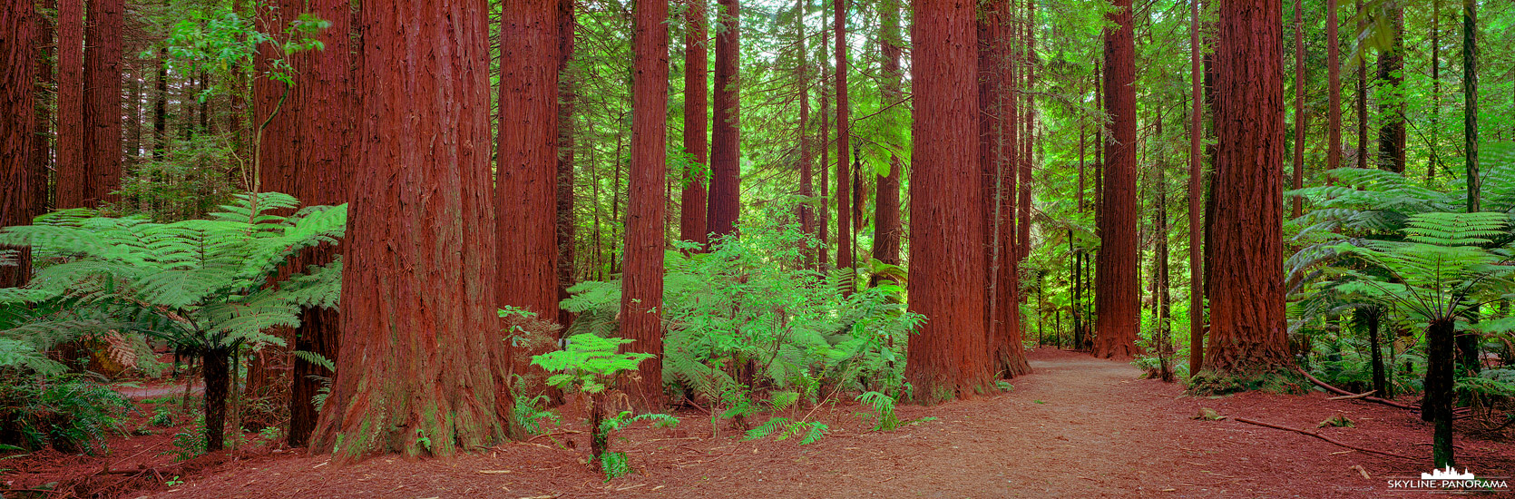 Sehenswürdigkeiten auf der Nordinsel von Neuseeland - Der Whakarewarewa Forest, am Stadtrand von Rotorua, ist bekannt für seine kalifornischen Redwoods Küstenmammutbäume, die hier in den ersten Jahren des 20. Jahrhunderts gepflanzt wurden und mittlerweile eine Höhe von über 70 Meter erreicht haben.