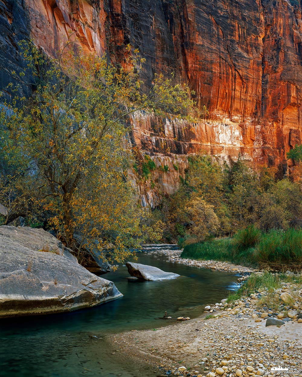 Fallcolors in Zion National Park - Nicht nur im Herbst ist der Zion Nationalpark eine Reise wert, jedoch bietet er seinen Besuchern gerade zu dieser Jahreszeit ein unvergessliches Farbenmeer. Dieses Bild entstand kurz vom dem Eingang zu den Narrows, es zeigt den Virgin River vor einer beeindruckenden Sandsteinwand.