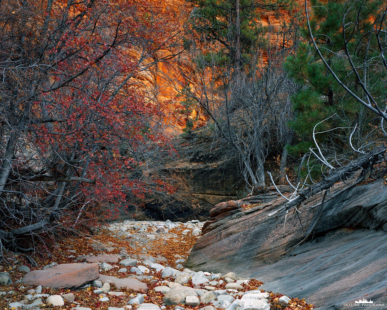 Zion im Großformat - Unterwegs auf einer Wanderung durch ein ausgetrocknetes Flussbett in den höher gelegenen Regionen des Zion Nationalparks. Es ist im Allgemeinen nicht zu empfehlen, die Washes nach oder während eines Regensschauers zu betreten, auch wenn der Niederschlag nicht in unmittelbarer Nähe zum Standort auftrat, kann es dennoch sein, dass das Regenwasser sich an anderen Stellen sammelt und unvermittelt auch in einer nahen Region als so genannte Flashflood auftritt.