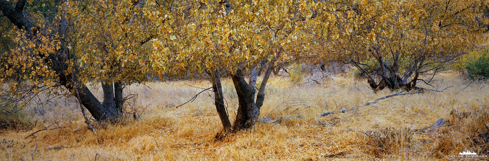 Ein herbstliches Motiv aus dem Zion Nationalparks in Utah, zu sehen ist eine kleine Gruppe von Pappeln mit gelb eingefärbten Blättern, die ich im Bereich der Big Bend bei meinem Aufenthalt im November 2019 entdeckt habe.