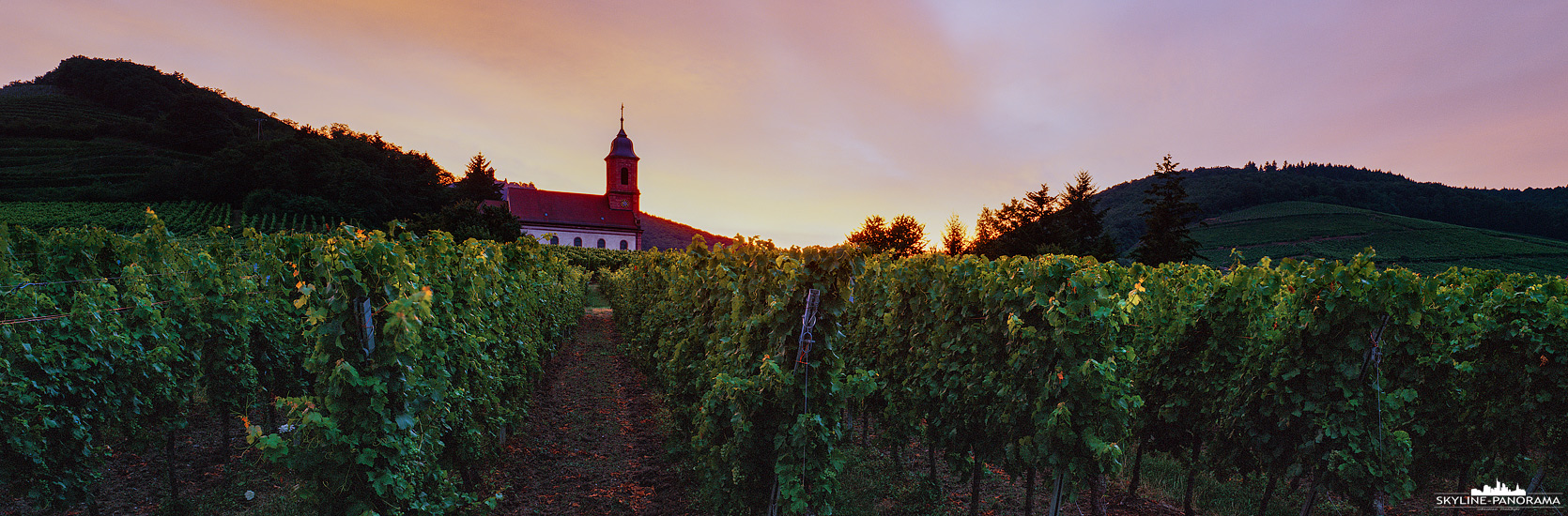 Panorama Elsass Frankreich - Unterwegs in einem der zahlreichen Weinberge der französischen Ortschaft Orschwiller im Elsass. Das Panorama wurde kurz nach Sonnenuntergang aufgenommen und zeigt, neben den Rebstöcken, im Hintergrund die Sankt Mauritiuskirche.