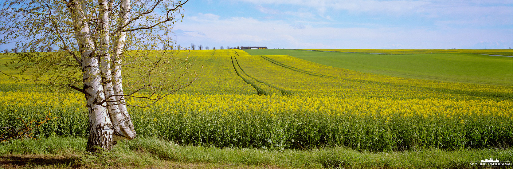 Landschaft in Mitteldeutschland - Panorama mit einer Birke als Hauptmotiv die am Rand eines blühenden Rapsfeldes steht. 