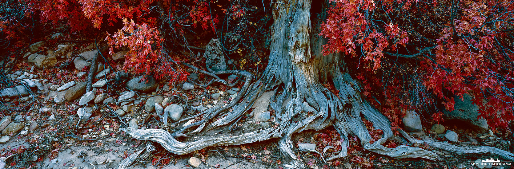 Ein alter verknöcherter Baumstamm in mitten eines, in der Herbstfärbung stehenden, Ahornbaumes. Das Motiv habe ich in einem ausgetrockneten Flussbett im Zion Nationalpark in Utah entdeckt. 