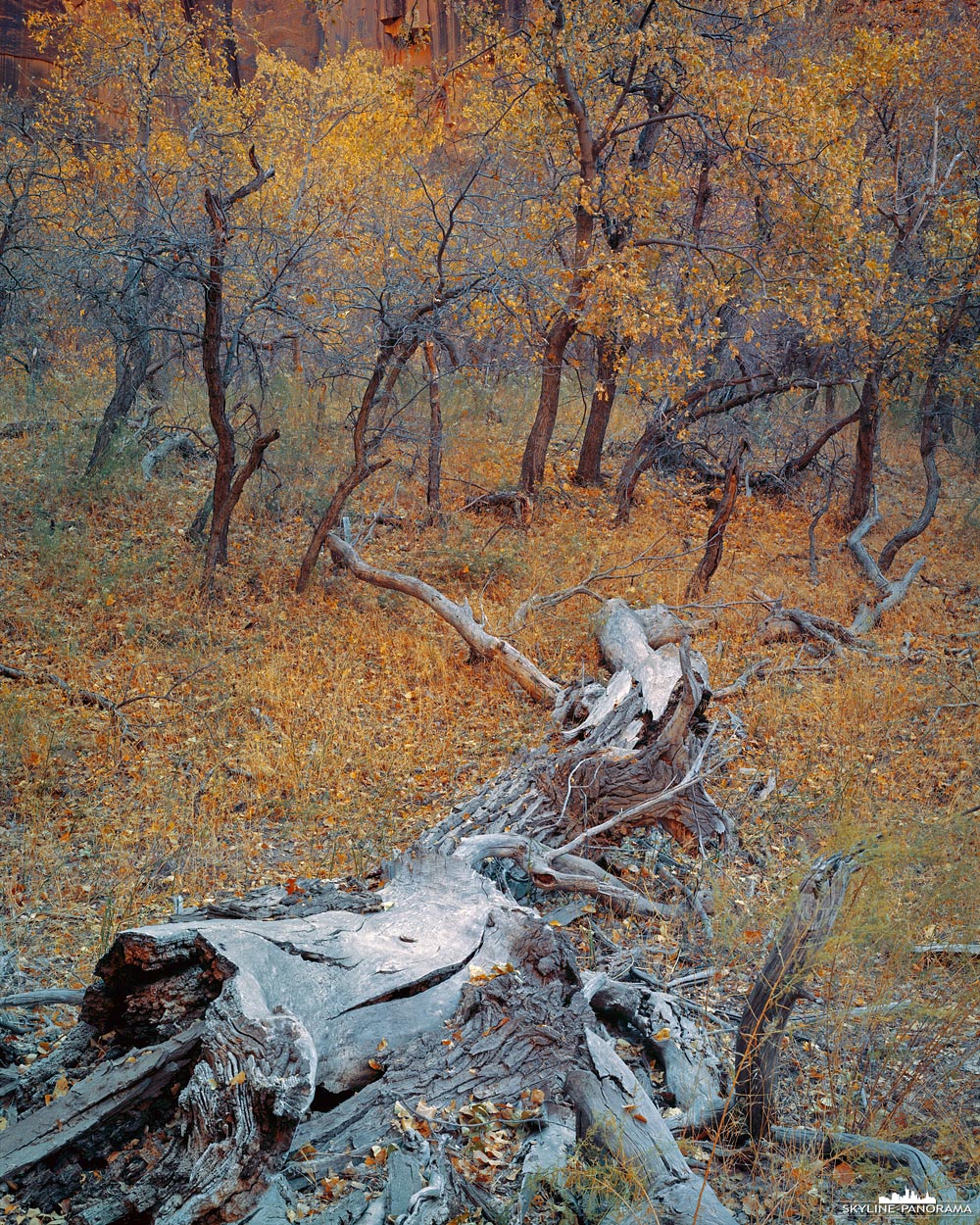 Großformat Bild aus dem Zion National Park - Ein alter Baumstamm, der umgeben ist von einer Gruppe von in Herbstfarben getauchten kleineren Pappeln. Entstanden ist die Aufnahme im Canyon des Zion Nationalpark, unweit der großen Flussschleife des Virgen Rivers. Die Szenerie ist in warmes Nachmittagslicht getaucht, welches durch die umliegenden Sandsteinwände reflektiert wird.