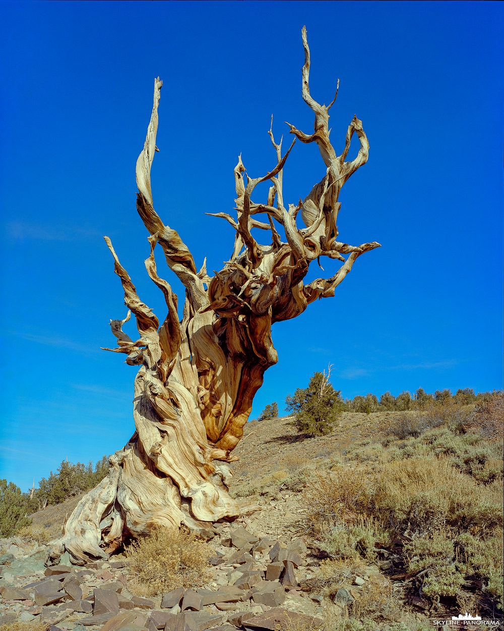 Methuselah sind die beeindruckenden Kiefern im Inyo National Forest in der höchstgelegenen Region der White Mountains im US-Bundesstaat Kalifornien. Die Kiefern in diesem Waldgebiet zählen mit einem Alter von ca. 5000 Jahren zu den ältesten Bäumen der Welt.