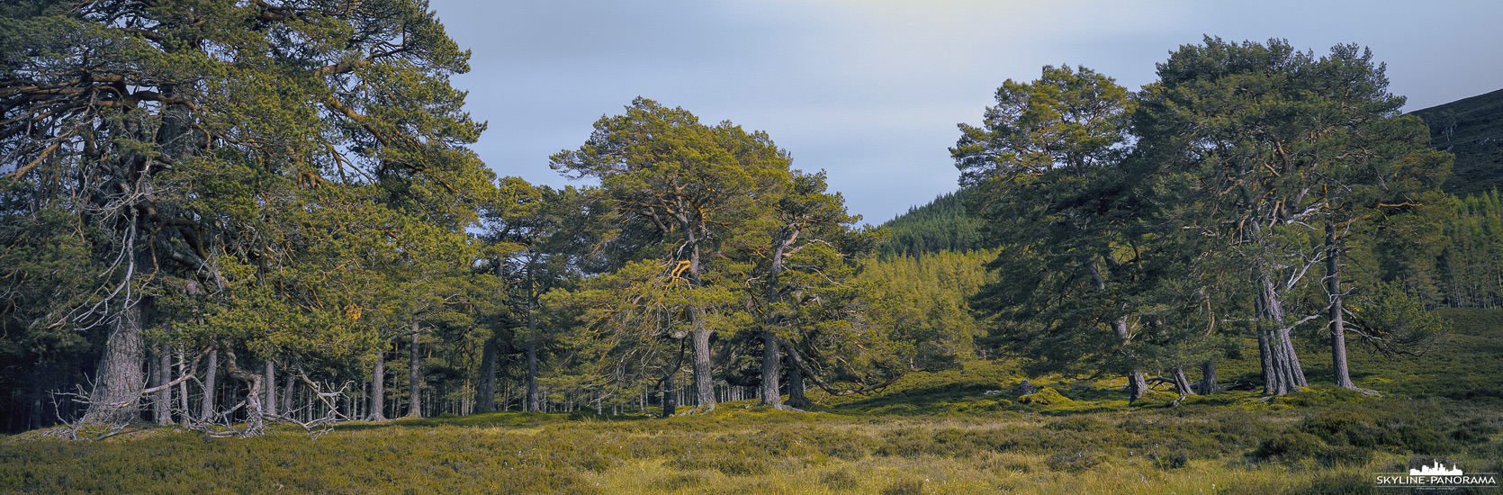 6x17 Panorama Schottland - Ein Blick in ein schottisches Waldgebiet in der Nähe des Ortes Inverey, unweit des River Dee