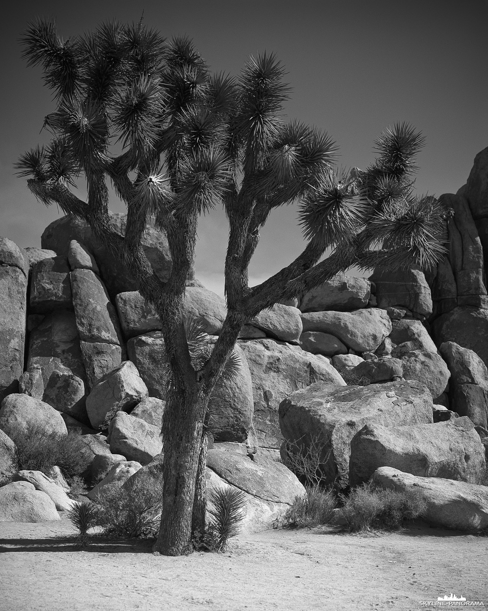 Aufnahme eines Joshua Trees im gleichnamigen Nationalpark im Südwesten der USA. Unzählige dieser Bäume findet man in der sehr kargen Wüstenlandschaft des Joshua Tree Nationalparks, hier wurde er im Großformat auf Schwarzweißfilm fotografiert.