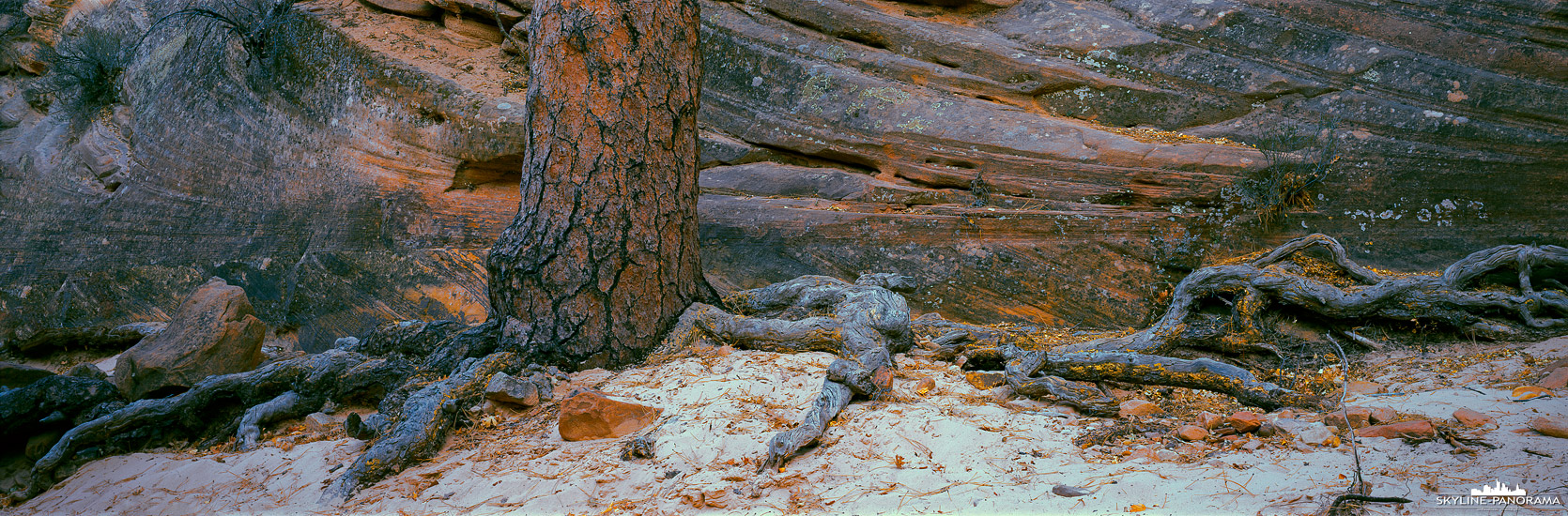 Zion Nationalpark Bilder - Baumstamm einer Roten Kiefer (Red Pine Tree) vor einer Sandsteinwand im warmen Licht, welches von den umliegenden Sandsteinwänden in die Szenerie reflektiert wird. Panorama gesehen in der östlichen Hochebene des Zion Nationalparks/ Utah.