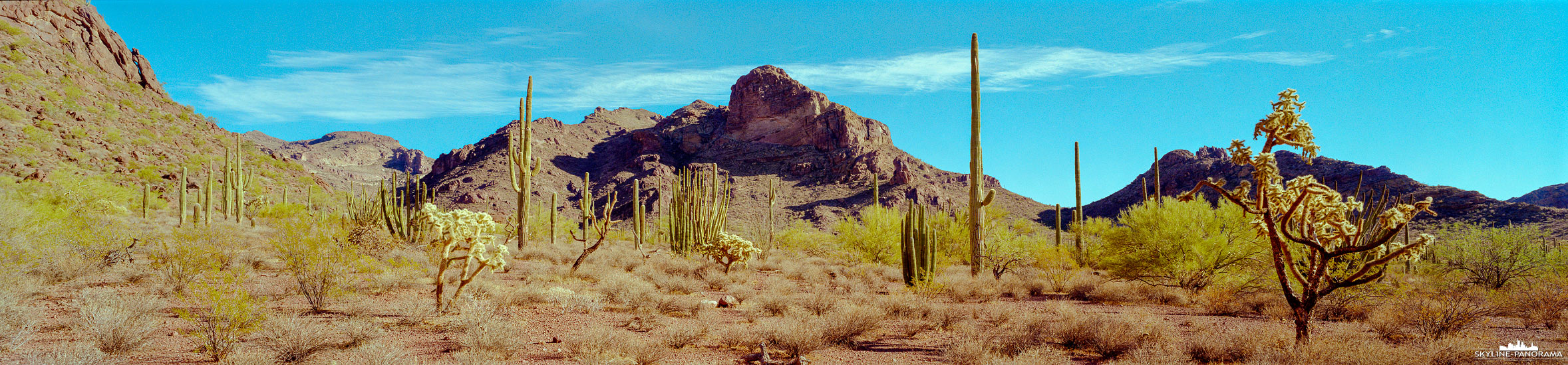Saguaro Cactus - Organ Pipe Cactus National Monument, Arizona (p_01300) Dieses analoge Panorama im Filmformat 6x24 entstand während der Nachmittagsstunden im Organ Pipe Cactus National Monument im Süden von Arizona. Mehrere Gruppen der charakteristischen Saguaro-Kakteen prägen die Landschaft der Sonora-Desert und leuchten im warmen goldenen Licht der tief stehenden Sonne. Zwischen den großen Saguaros sind kleine Teddy Bear Cholla Kakteen zu erkennen, die man häufig in der Umgebung der großen Kakteen antrifft. Das Organ Pipe Cactus National Monument zählt zu den eindrucksvollsten Schutzgebieten der Sonoran-Wüste und beherbergt eine große Vielfalt an Wüstenvegetation.